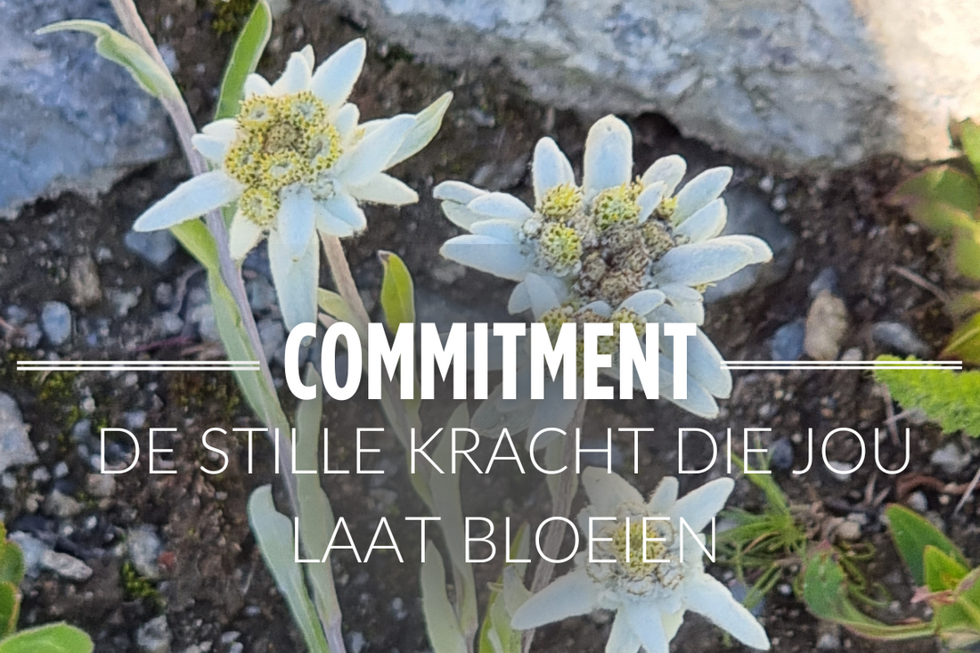 Edelweiss — Symbool van Commitment en Discipline