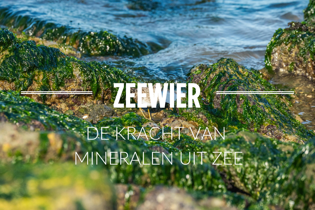 Zeewier, een natuurlijke bron van mineralen